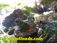 /home//u458753944/public_html/sourcegallery//Frogs/Mixed frogs/P1070546.JPG